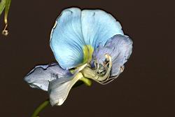 翼豆-花蕊01.JPG
