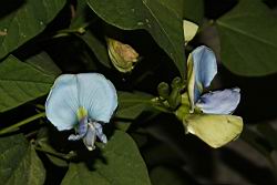 翼豆-花07.JPG
