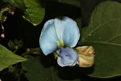 翼豆-花09.JPG