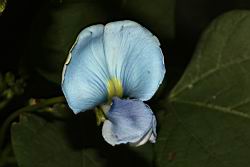 翼豆-花10.JPG