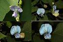 翼豆-花1.jpg