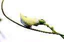 翼豆-花苞05.JPG