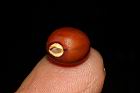 翼豆-種子08.JPG