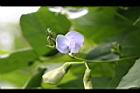 翼豆-花00.JPG
