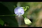 翼豆-花02.JPG