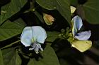 翼豆-花05.JPG