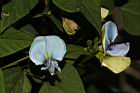 翼豆-花06.JPG