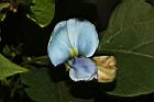 翼豆-花08.JPG