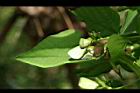 翼豆-花苞01.JPG