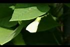 翼豆-花苞02.JPG