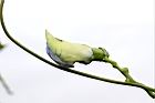 翼豆-花苞06.JPG