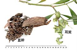 耳莢相思樹-實48.JPG