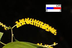 耳莢相思樹-花25.JPG