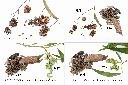耳莢相思樹-實2.jpg