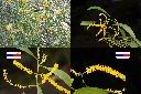 耳莢相思樹-花1.jpg