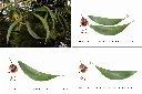 耳莢相思樹-葉1.jpg