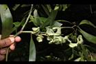 耳莢相思樹-實02.JPG