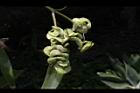 耳莢相思樹-實08.JPG