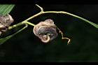 耳莢相思樹-實29.JPG