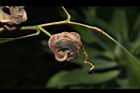 耳莢相思樹-實32.JPG
