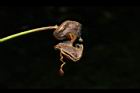 耳莢相思樹-實33.JPG