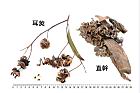 耳莢相思樹-實45.JPG