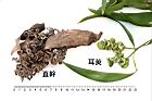 耳莢相思樹-實50.JPG
