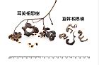 耳莢相思樹-實52.JPG