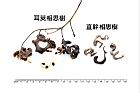 耳莢相思樹-實53.JPG