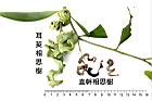 耳莢相思樹-實59.JPG