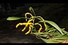 耳莢相思樹-花00.JPG