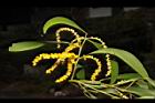 耳莢相思樹-花01.JPG