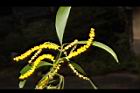 耳莢相思樹-花04.JPG