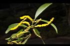 耳莢相思樹-花05.JPG