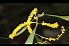 耳莢相思樹-花14.JPG