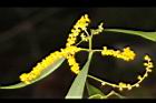 耳莢相思樹-花15.JPG