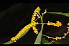 耳莢相思樹-花16.JPG
