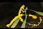 耳莢相思樹-花17.JPG
