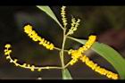 耳莢相思樹-花18.JPG