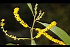耳莢相思樹-花20.JPG