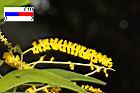 耳莢相思樹-花21.JPG