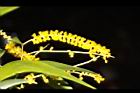 耳莢相思樹-花23.JPG