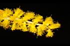 耳莢相思樹-花29.JPG