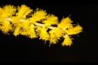 耳莢相思樹-花32.JPG