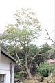 耳莢相思樹03.JPG