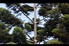 肯氏南洋杉-枝0.jpg