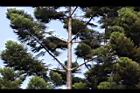 肯氏南洋杉-枝1.jpg