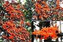 膠蟲樹-花序1.jpg
