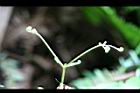 芒萁-幼葉03.jpg