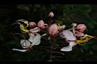 花旗木-花04.JPG